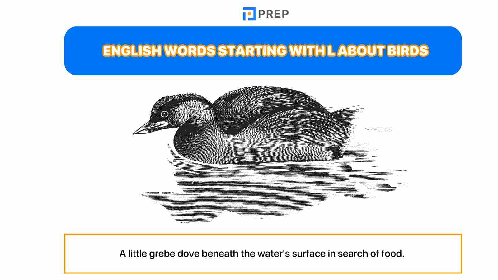 English words starting with L about birds