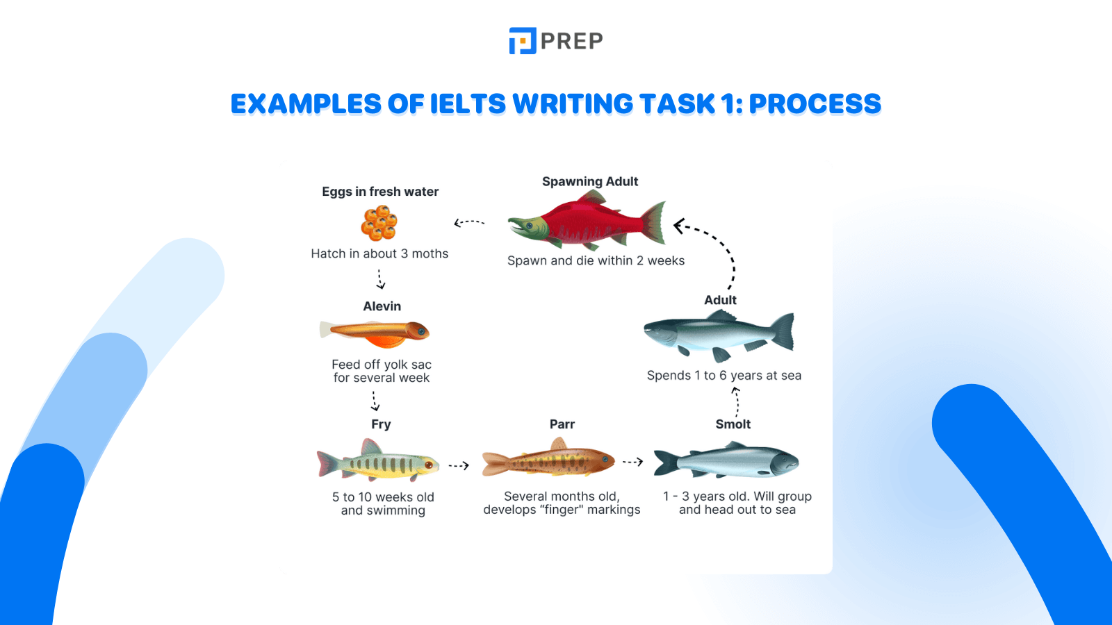 Examples of IELTS Writing Task 1: Process 